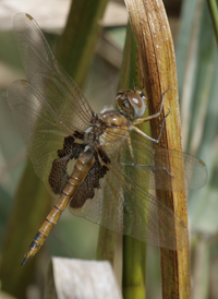 Red Saddlebags